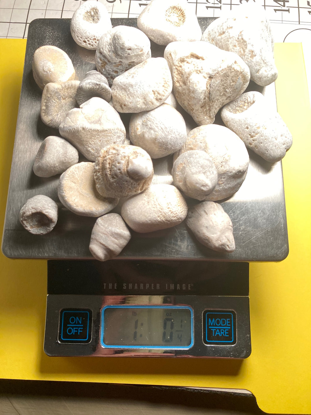 Lake Huron horn corals - 1 pound of rocks